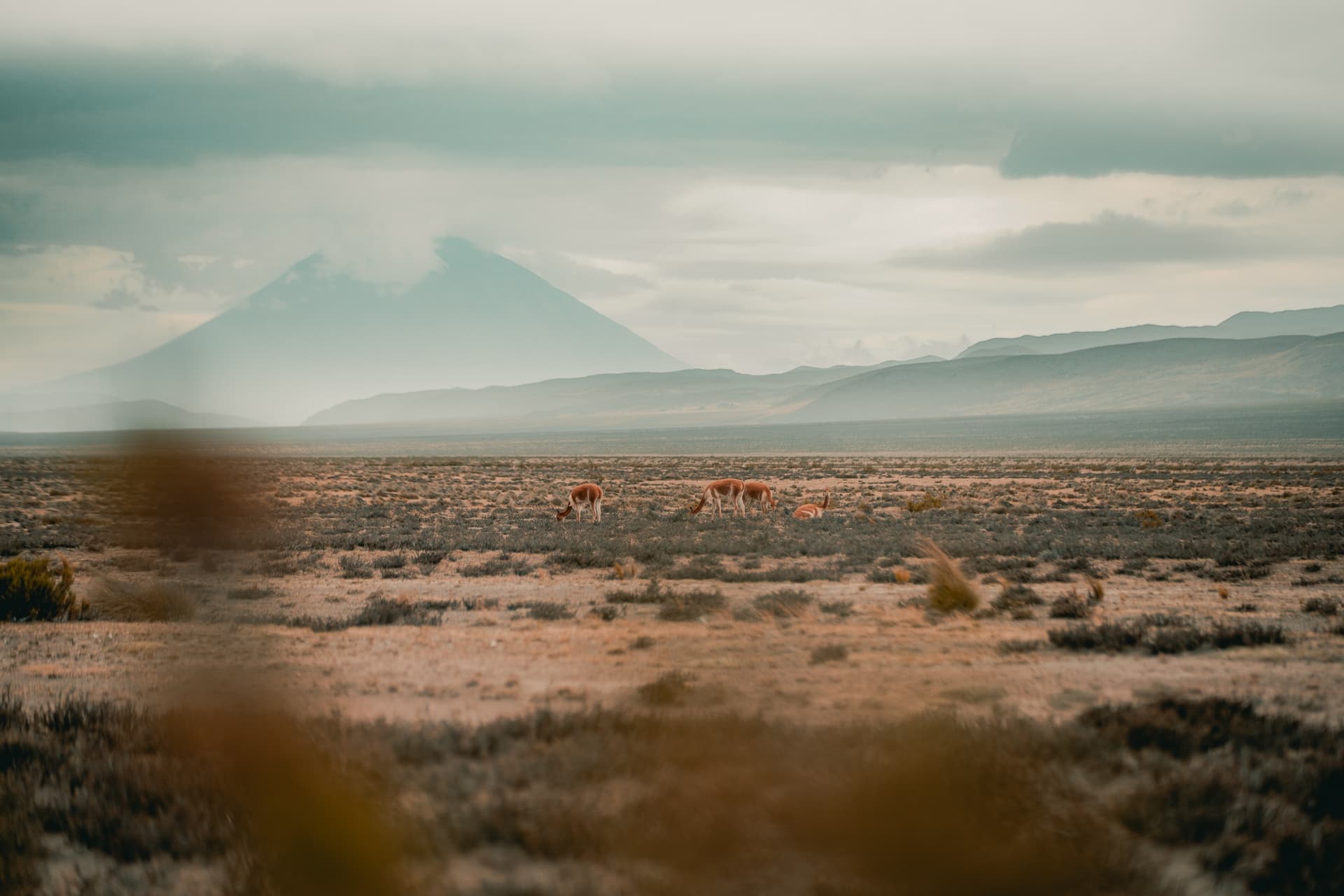 Pampa Cañahuas National Reserve